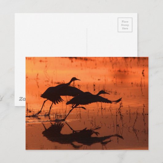 Sandhill Crane Sunset Briefkaart (Voorkant / Achterkant)