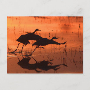 Sandhill Crane Sunset Briefkaart