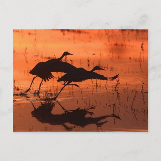 Sandhill Crane Sunset Briefkaart (Voorkant)