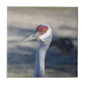 Sandhill Crane Tegeltje (Voorkant)