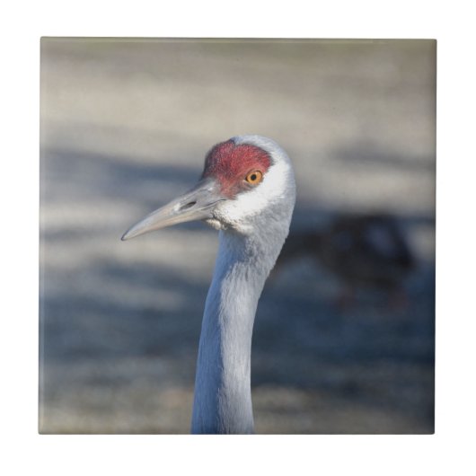 Sandhill Crane Tegeltje (Voorkant)
