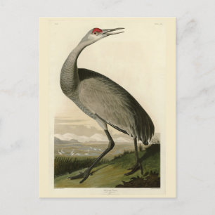 Sandhill Crane uit Audubon's Birds of America Briefkaart