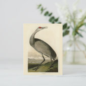 Sandhill Crane uit Audubon's Birds of America Briefkaart (Staand voorkant)