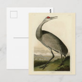 Sandhill Crane uit Audubon's Birds of America Briefkaart (Voorkant / Achterkant)