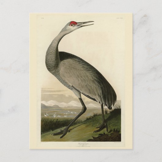 Sandhill Crane uit Audubon's Birds of America Briefkaart (Voorkant)