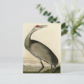 Sandhill Crane uit Audubon's Birds of America Briefkaart (Staand voorkant)