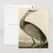 Sandhill Crane uit Audubon's Birds of America Briefkaart (Voorkant / Achterkant)