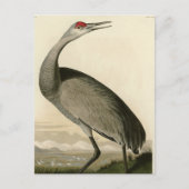 Sandhill Crane uit Audubon's Birds of America Briefkaart (Voorkant)