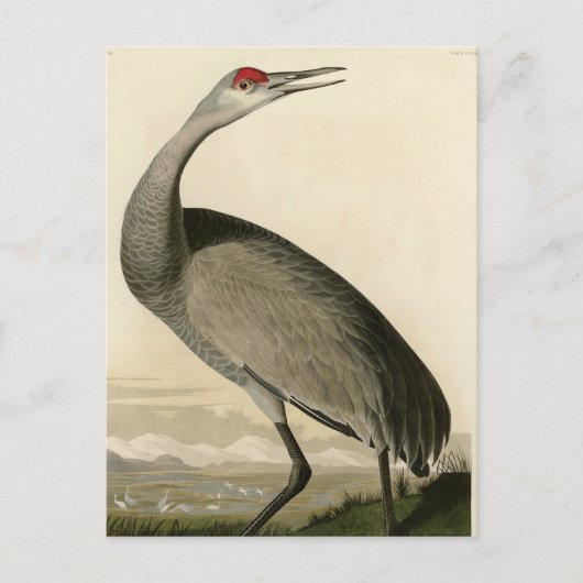 Sandhill Crane uit Audubon's Birds of America Briefkaart (Voorkant)