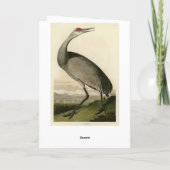 Sandhill Crane uit Audubon's Birds of America Kaart (Achterkant)
