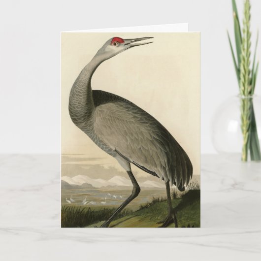 Sandhill Crane uit Audubon's Birds of America Kaart (Voorkant)