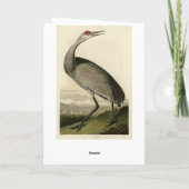Sandhill Crane uit Audubon's Birds of America Kaart (Achterkant)