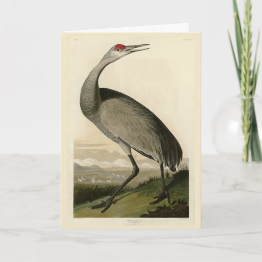 Sandhill Crane uit Audubon's Birds of America Kaart (Voorkant)