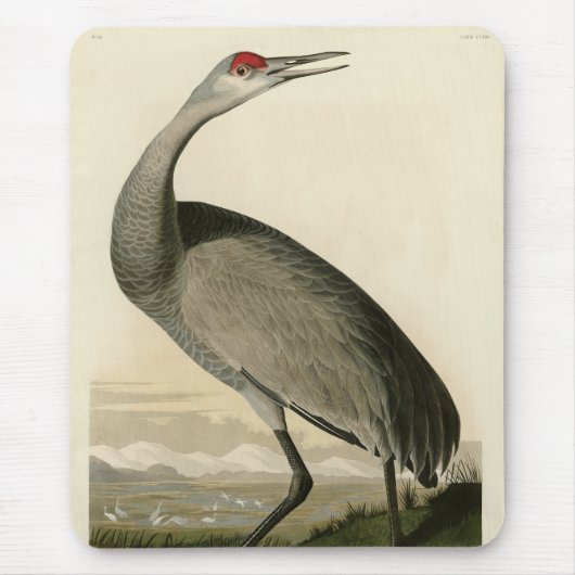 Sandhill Crane uit Audubon's Birds of America Muismat (Voorkant)