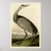 Sandhill Crane uit Audubon's Birds of America Poster (Voorkant)