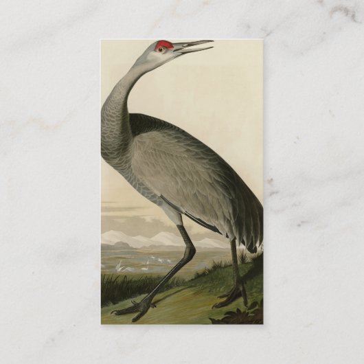 Sandhill Crane uit Audubon's Birds of America Visitekaartje (Achterkant)