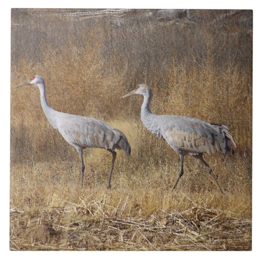 Sandhill Crane Vogels Wilde Levende Dieren Tegeltje (Voorkant)