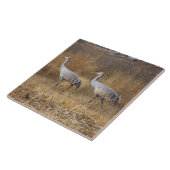 Sandhill Crane Vogels Wilde Levende Dieren Tegeltje (Zijkant)