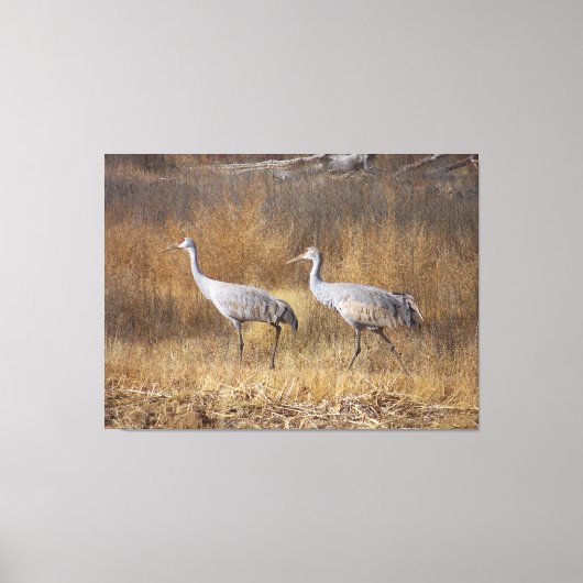 Sandhill Crane Vogels Wildlife Dieren Fotografie Canvas Afdruk (Voorkant)