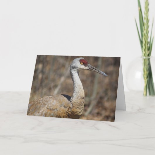 Sandhill Crane Wenskaart! Kaart (Voorkant)