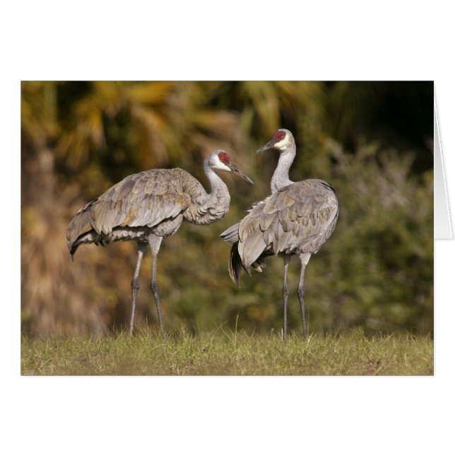 Sandhill Cranes (Voorkant Horizontaal)