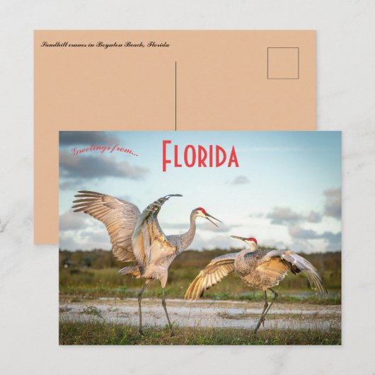 Sandhill Cranes bij Boynton Beach Florida Briefkaart (Voorkant / Achterkant)