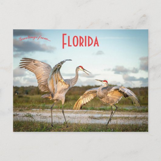 Sandhill Cranes bij Boynton Beach Florida Briefkaart (Voorkant)