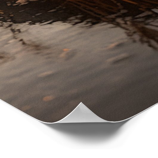 Sandhill Cranes bij Dawn Poster (Hoek)