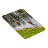 Sandhill Cranes bij een meer van Florida Magneet (Rechterzijde)