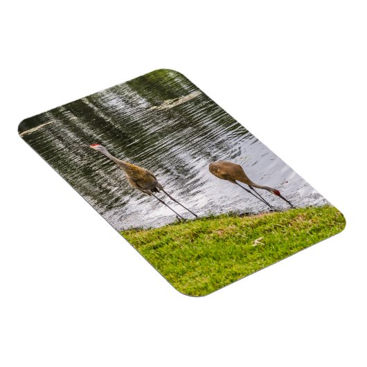 Sandhill Cranes bij een meer van Florida Magneet (Rechterzijde)