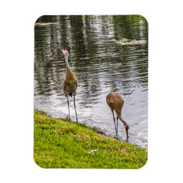 Sandhill Cranes bij een meer van Florida Magneet