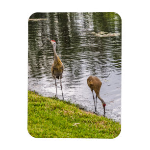 Sandhill Cranes bij een meer van Florida Magneet