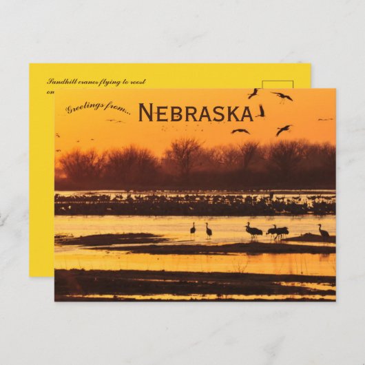 Sandhill Cranes bij Platte River Central Nebraska Briefkaart (Voorkant / Achterkant)