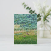 Sandhill Cranes Briefkaart (Staand voorkant)
