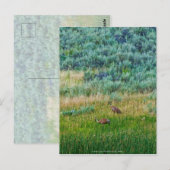Sandhill Cranes Briefkaart (Voorkant / Achterkant)