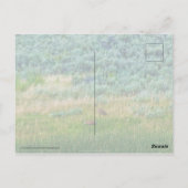 Sandhill Cranes Briefkaart (Achterkant)