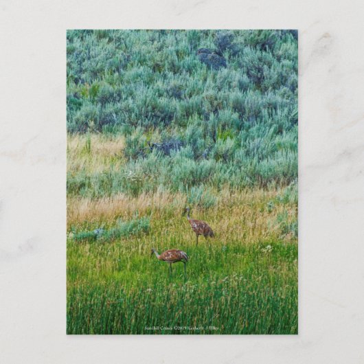 Sandhill Cranes Briefkaart (Voorkant)