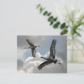 SANDHILL CRANES BRIEFKAART (Staand voorkant)