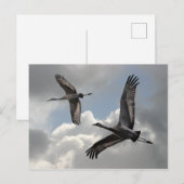 SANDHILL CRANES BRIEFKAART (Voorkant / Achterkant)