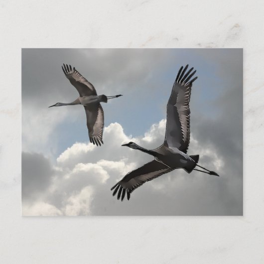 SANDHILL CRANES BRIEFKAART (Voorkant)