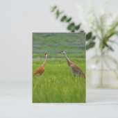 Sandhill Cranes Briefkaart (Staand voorkant)