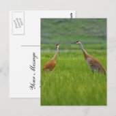 Sandhill Cranes Briefkaart (Voorkant / Achterkant)