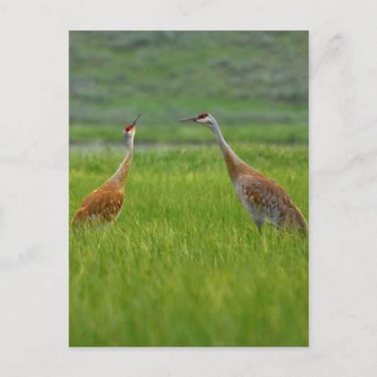 Sandhill Cranes Briefkaart (Voorkant)