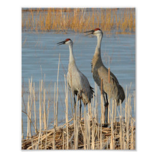Sandhill Cranes die een eierennest beschermen Foto Afdruk