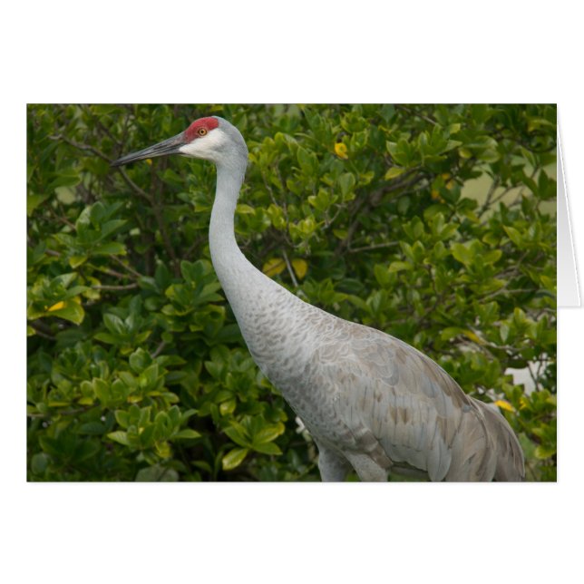 Sandhill Cranes Foto (Voorkant Horizontaal)