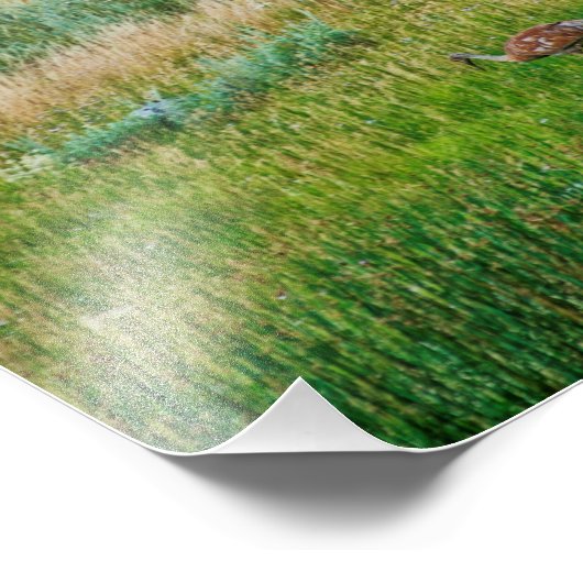 Sandhill Cranes Foto Afdruk (Hoek)