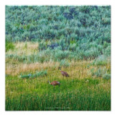 Sandhill Cranes Foto Afdruk (Voorkant)