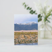 Sandhill Cranes Foto Briefkaart (Staand voorkant)