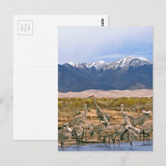 Sandhill Cranes Foto Briefkaart (Voorkant / Achterkant)
