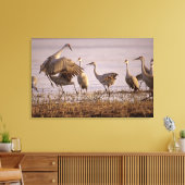 Sandhill Cranes Grus canadensis) Platte Canvas Afdruk (Insitu (Woonkamer))